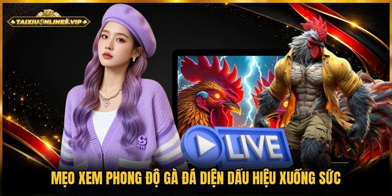 Mẹo xem phong độ gà đá về những việc mất thể lực