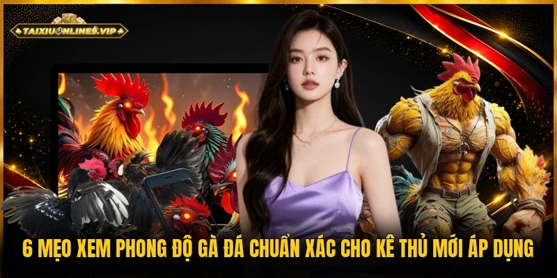 mẹo xem phong độ gà đá